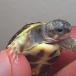 Separating Newborn Conjoined Tortoises