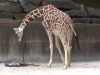 Camera, animals, Giraffe, Miracle, newborn, Record, adorable, baby, zoo,