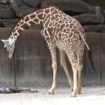 Birth of a Baby Giraffe at the Memphis Zoo