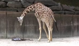 Camera, animals, Giraffe, Miracle, newborn, Record, adorable, baby, zoo,