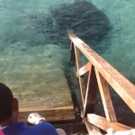 Stingray jumps out of the water for some food