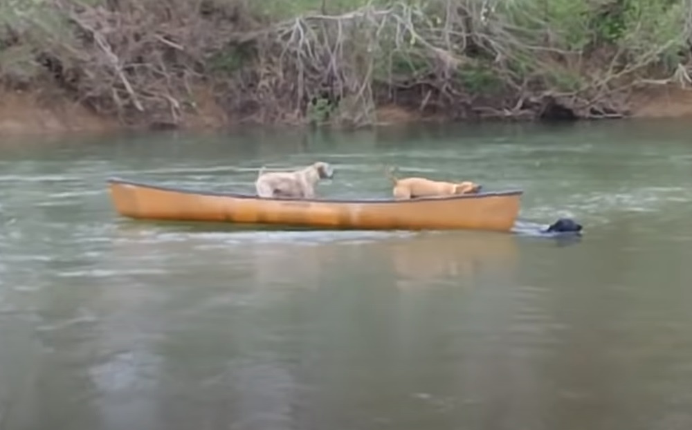 labrador, dogs, rescue, heroic, intelligent, animals, swimming,