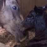 Pregnant Horse Rescued from Auction