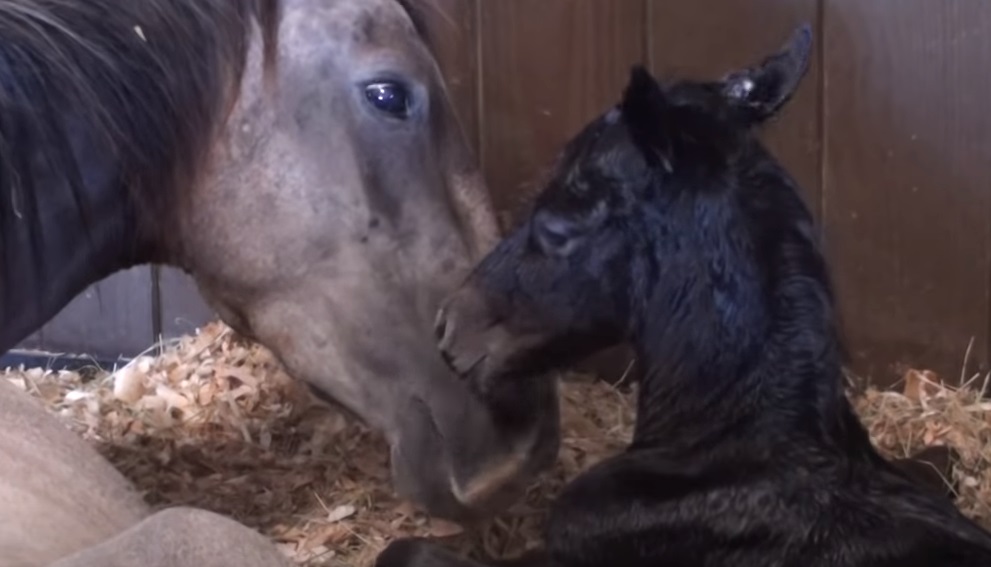 horse, Miracle, pregnant, Pregnant animals, Pregnant Horse, amazing, baby, story,