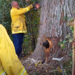 Bear cubs get stuck in a tree trunk