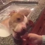 Rescued Pit Bull Takes Relaxing Bath