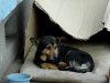 Box, dogs, stray-dog, rescue, adoption, homeless, heartwarming,