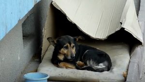 Box, dogs, stray-dog, rescue, adoption, homeless, heartwarming,