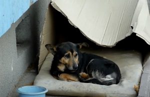 Box, dogs, stray-dog, rescue, adoption, homeless, heartwarming,