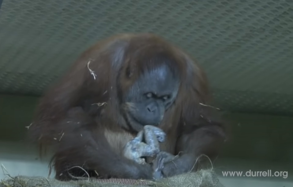 baby, Birth, camera, Durrell, Newjersey, live, orangutan, Sumatra, Wildlife, mother love, footage, rare, amazing, zoo,