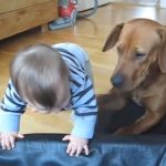 Rhodesian Ridgeback helps baby to climb into her bed