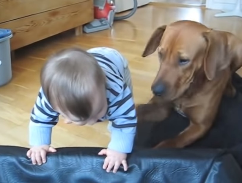 Rhodesian, Ridgeback, baby, climb, dog, smart, bed, blanket, adorable, cute,