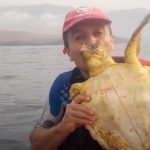 Sea kayakers rescue turtle in Trouble
