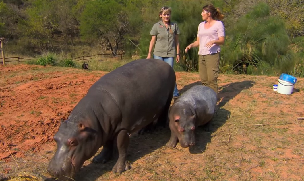 Hippos, nature, animals, wildlife, babies, Africa, adorable,