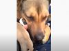 dog, animals, mom, puppies, adoption,