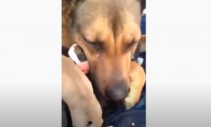 dog, animals, mom, puppies, adoption,