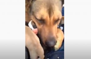 dog, animals, mom, puppies, adoption,