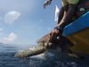 baby, sea, swim, Turtle, rescue, maldives,
