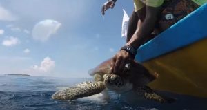 baby, sea, swim, Turtle, rescue, maldives,