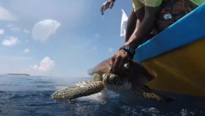 baby, sea, swim, Turtle, rescue, maldives,