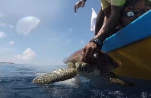 baby, sea, swim, Turtle, rescue, maldives,