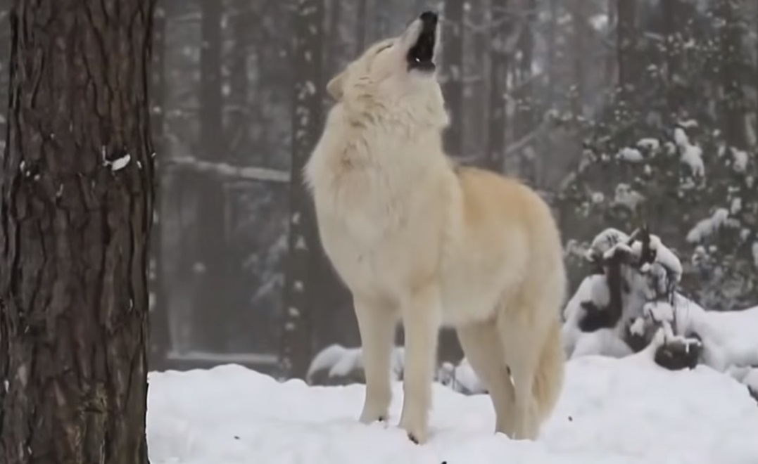 animals, Yellow Stone Park, Canada, Wolves, Nature, Documentary, wild-life, green-white-pink-text,