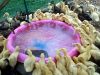 birds, duckling, pool, animals, cool, swimming, nature,