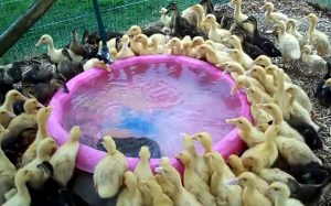 birds, duckling, pool, animals, cool, swimming, nature,