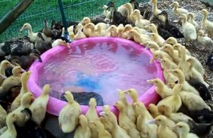 birds, duckling, pool, animals, cool, swimming, nature,