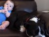 #baby #dog #funny #sofa #cute #laughing