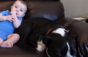 #baby #dog #funny #sofa #cute #laughing