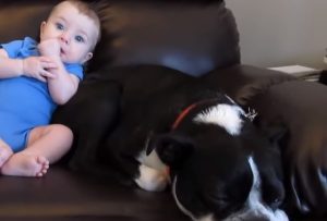 #baby #dog #funny #sofa #cute #laughing
