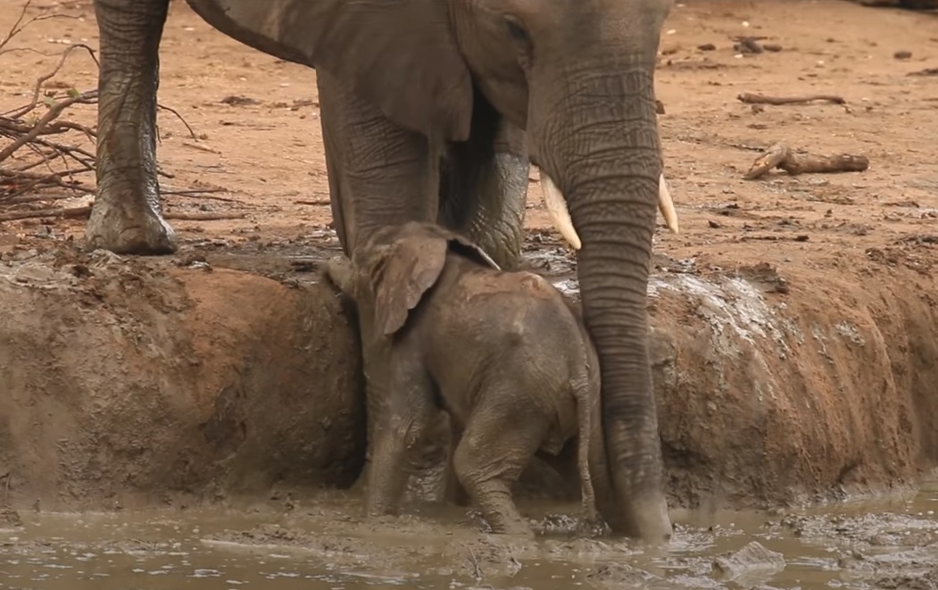 #elephant #calf #rescue #wild #animals