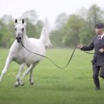 Pepita the Gorgeous Arabian Horse