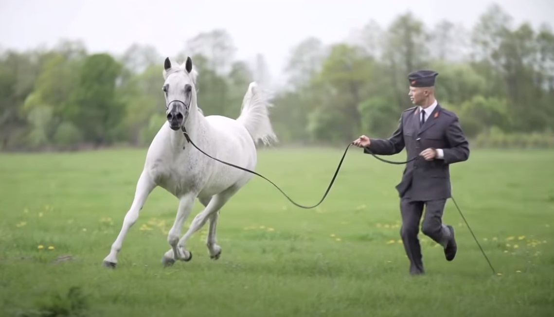 Horse, beautiful horses, georgeous horses, white horses, arabian horses,