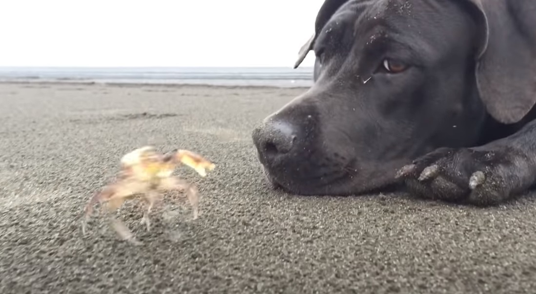 dogs, crabs, beach, cute, adorable, digging, playing, amazing, labrador,