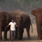 A Man Call the Elephant