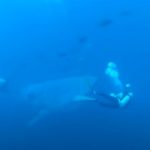 He swims up to a whale shark in horrible pain. The diver acts quickly to save its life