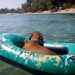 Hilarious Dachshund Enjoying the Holiday