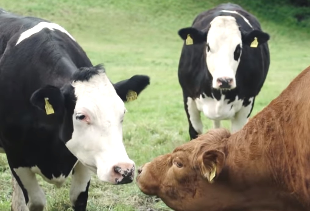 Cow, Crying, touching, unbelievable, Animals, Farm, Story,