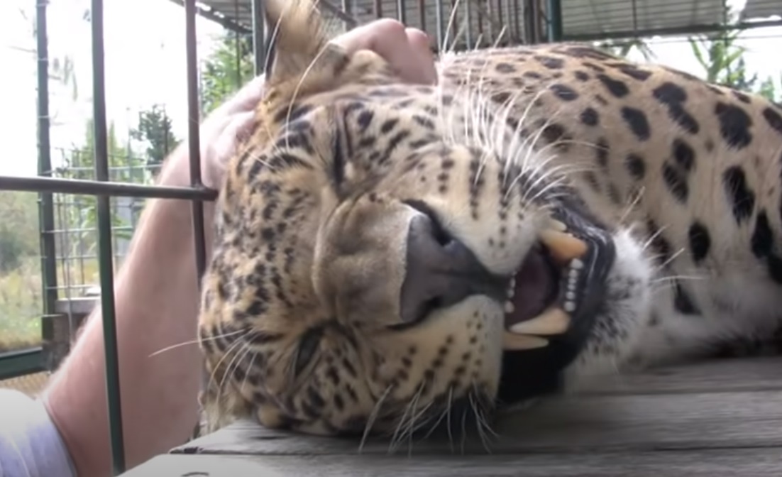 Leopard, Cage, massage, Animals, Wild, Big cats, Amazing,