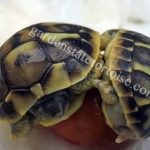 Separating Newborn Conjoined Tortoises