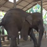 Mosha, the three-legged elephant