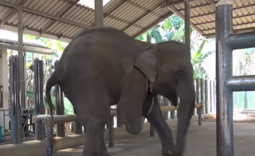 Elephant, Leg, Landmine, Explosion, accident, injured, Mammals, Thailand, Asia,