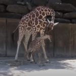 Birth of a Baby Giraffe at the Memphis Zoo