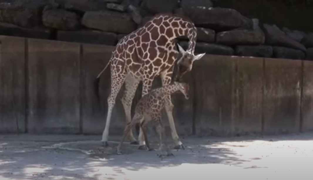 Camera, animals, Giraffe, Miracle, newborn, Record, adorable, baby, zoo,