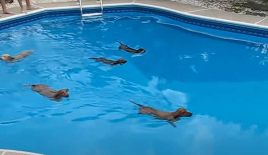 animals, dachshund, dogs, epic, funny, pool, Pool Race, race, swim, Swimming