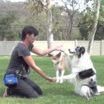Amazing Dog Tricks
