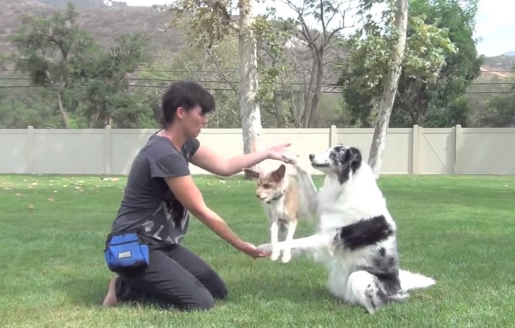tricks, training, dogs, amazing, cute, animals, pets, how to train a dog,