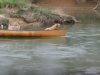 labrador, dogs, rescue, heroic, intelligent, animals, swimming,